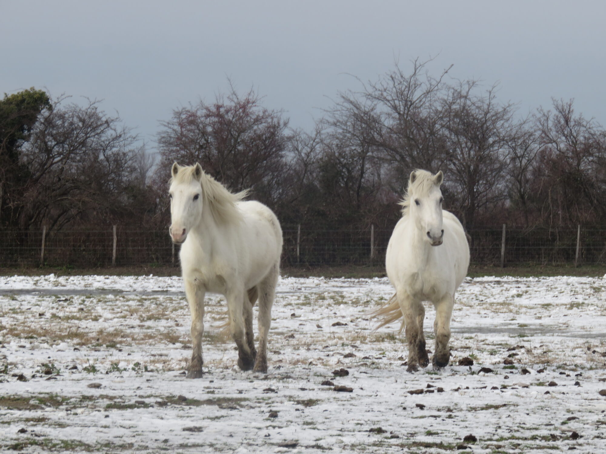 chevaux camargue neige