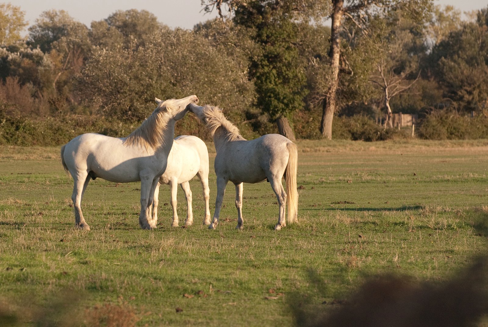 chevaux pre camargue