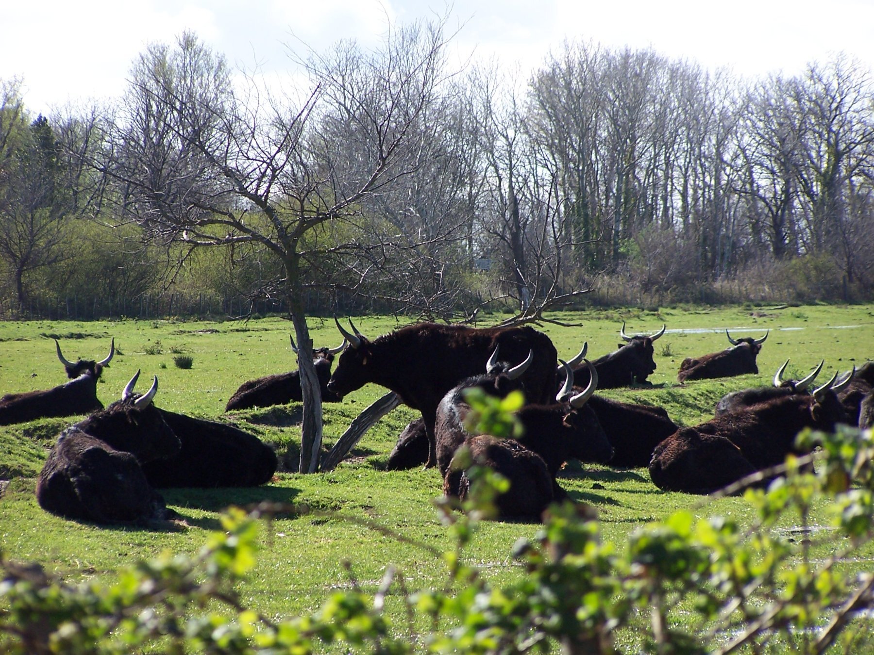 gite camargue mas saint germain ferme taureaux