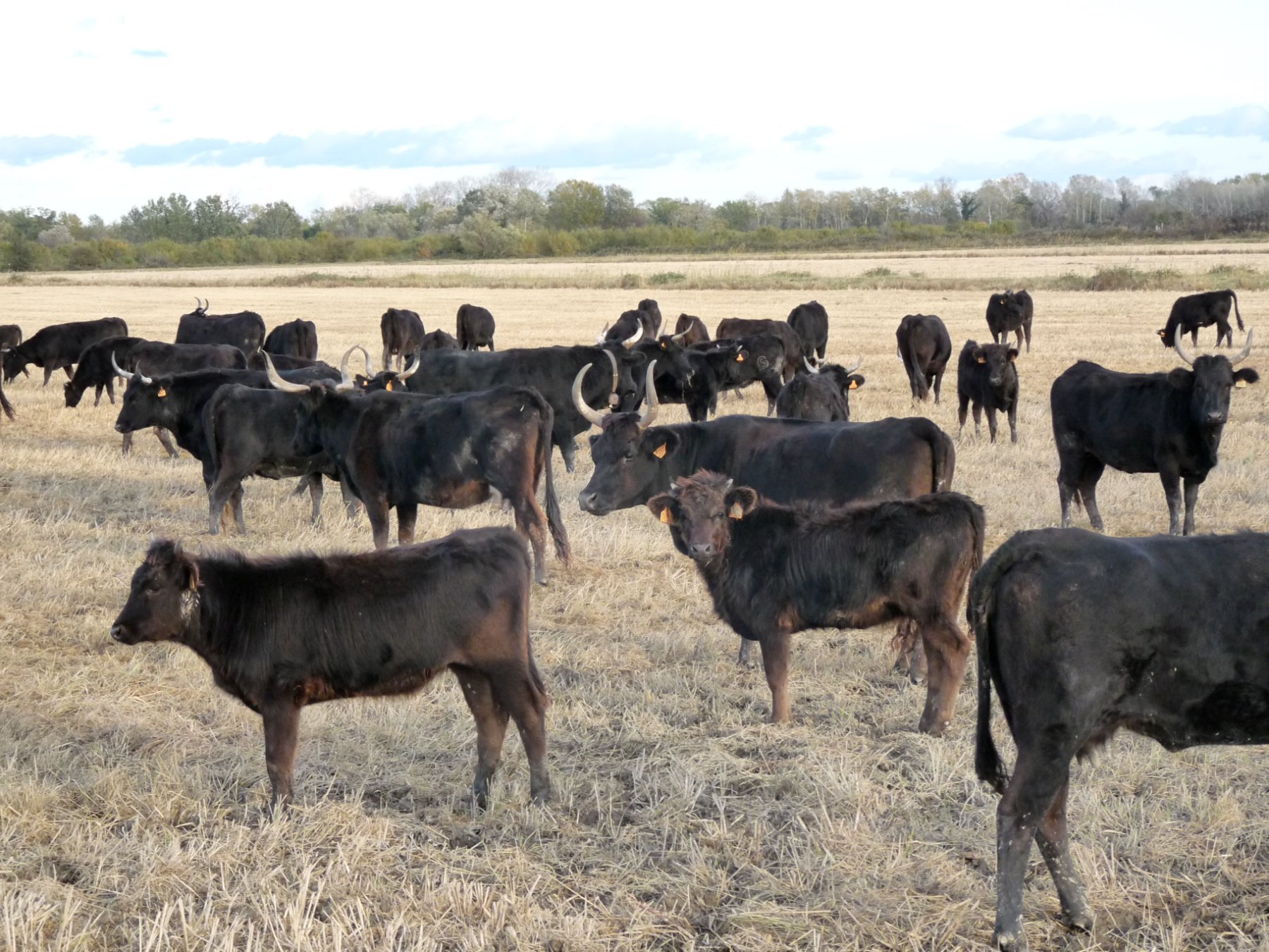 gite camargue taureaux ferme