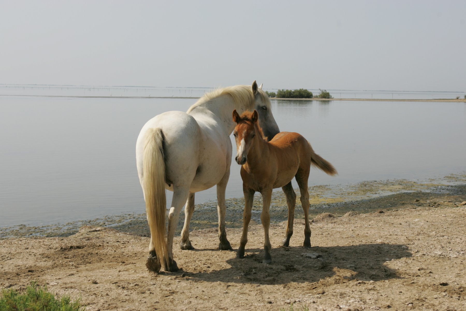 mas saint germain gite camargue chevaux