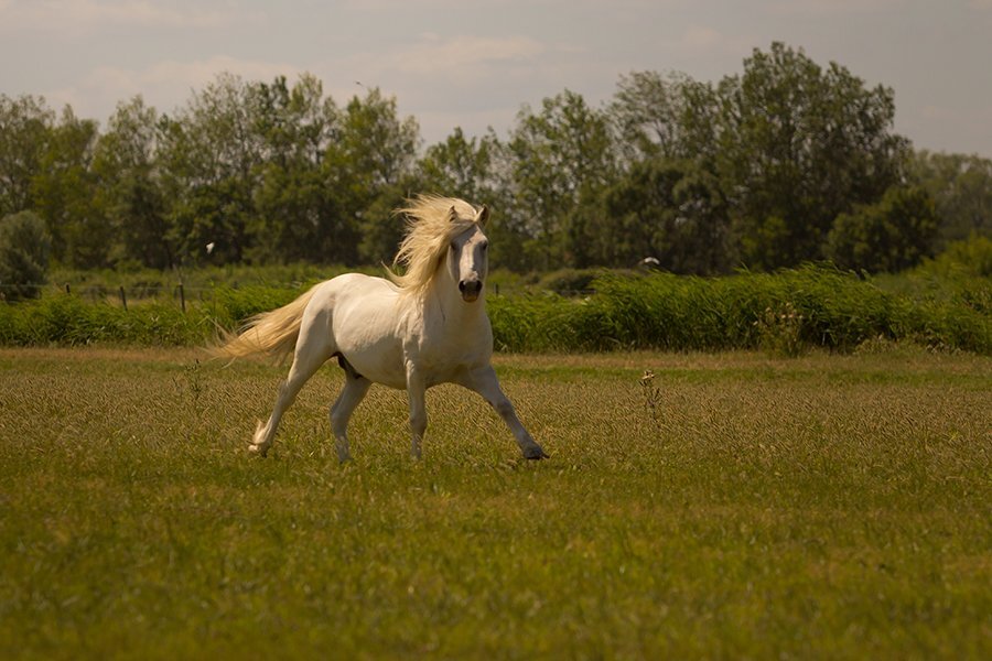mas saint germain gite camargue vacances chevaux
