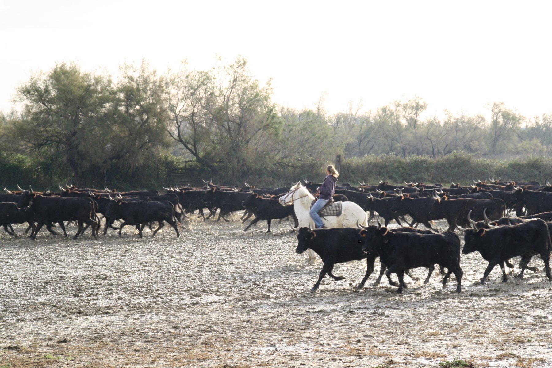 mas saint germain taureaux gite camargue
