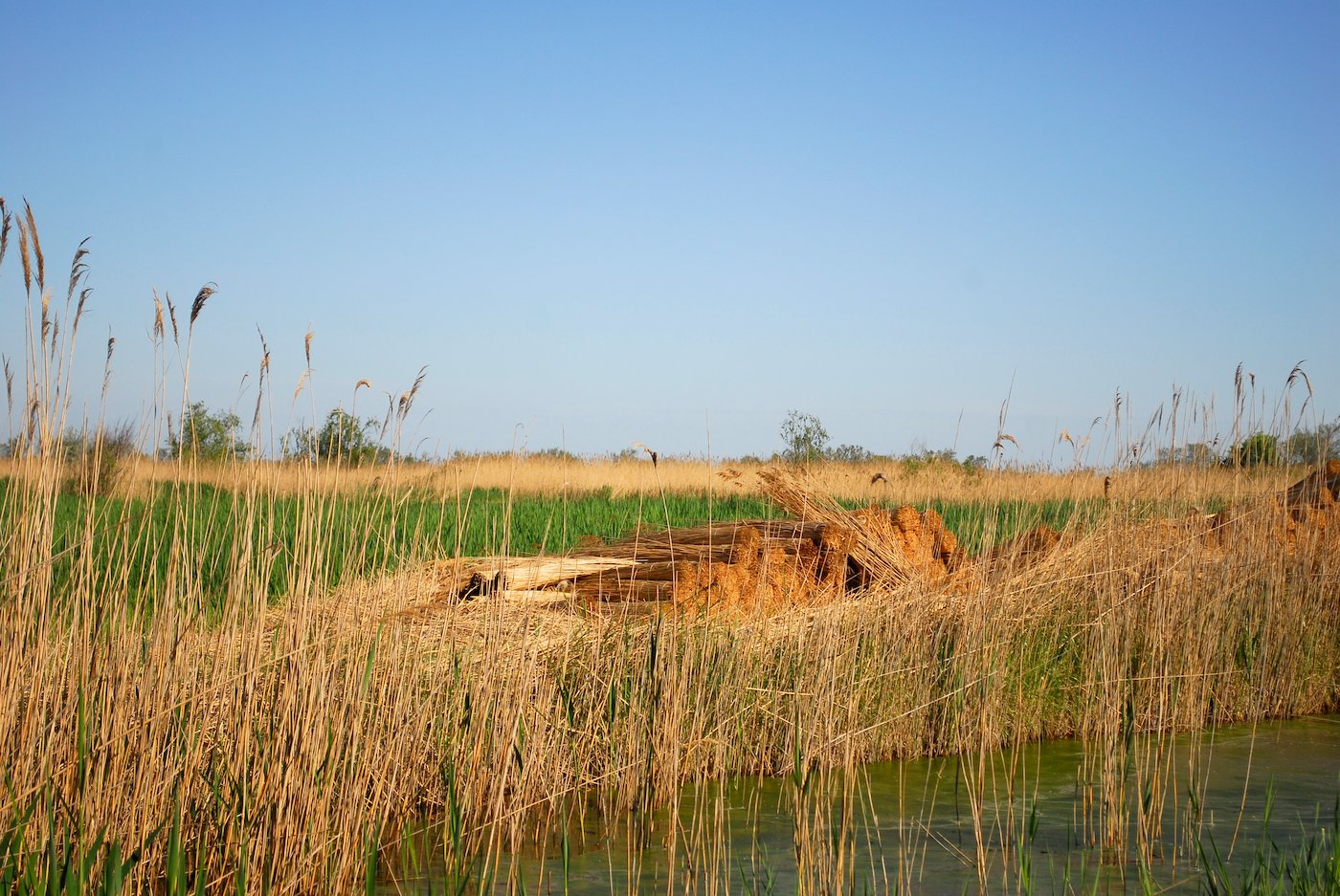 paysage gite camargue