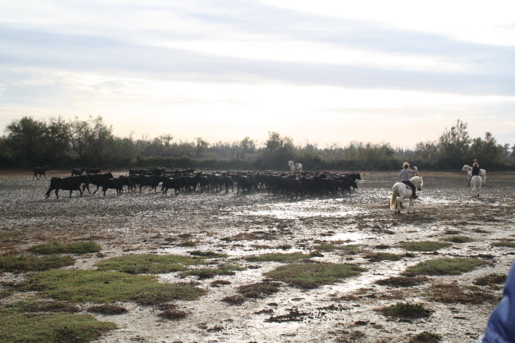 taureaux vacances gite camargue ferme