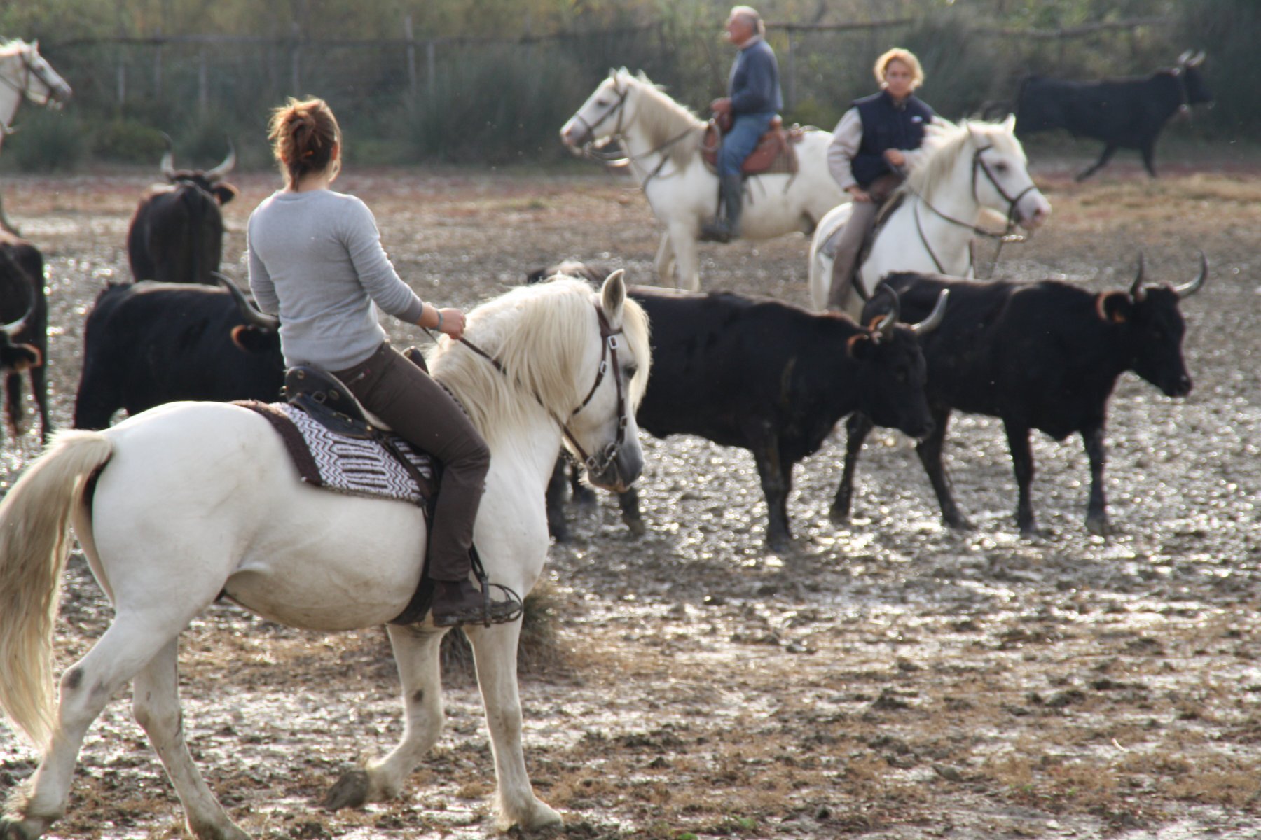 vacances taureaux gite camargue 1
